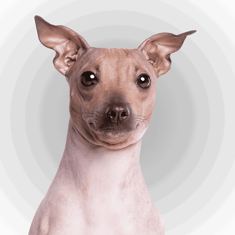 Adorable Chinese Crested dog with unique features, high-quality pet identification tag.