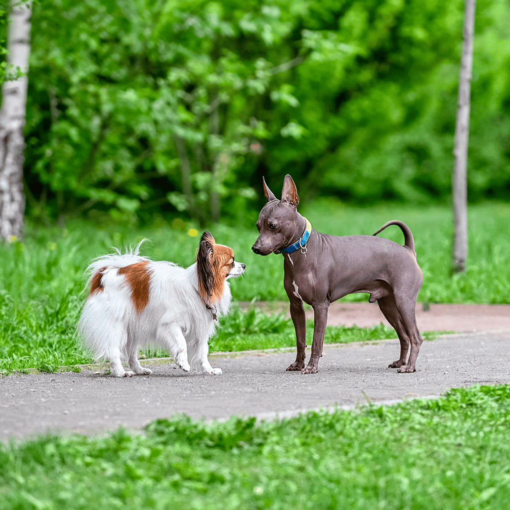 American Hairless Terrier Does This Breed Get Along With Other Pets