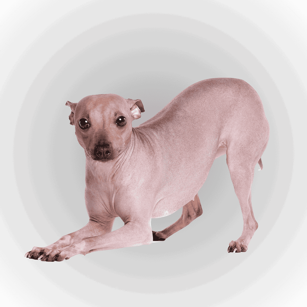 American Hairless Terrier Final Thoughts