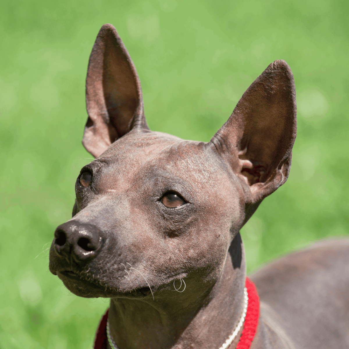 Dog rescue dog with large ears and a red collar on green grass background.