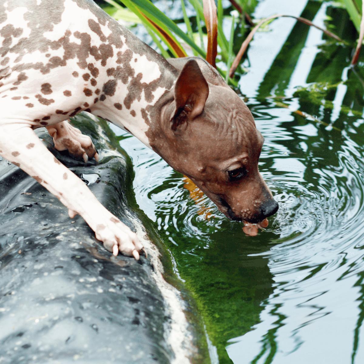 Dog drinking water from pond, exploring nature, outdoor activity, freshwater, pet adventure.