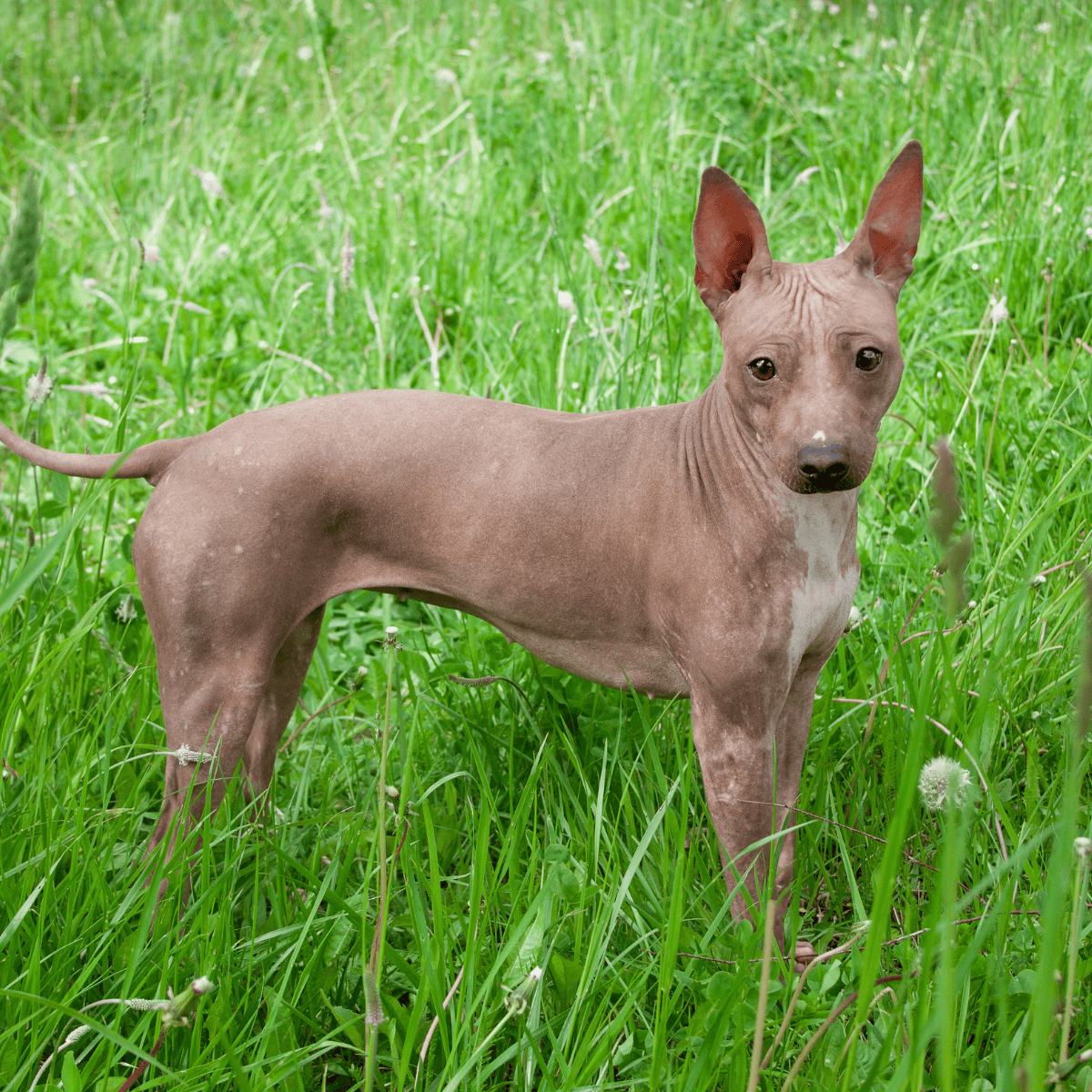 Hairless dog standing in lush green grass.