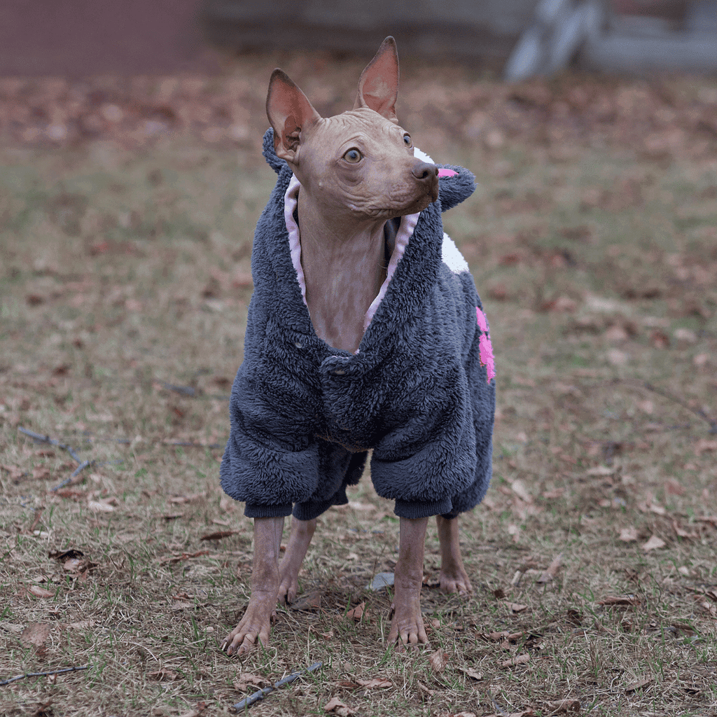 Adorable Italian Greyhound dog wearing a soft, warm puppy jacket outdoors.