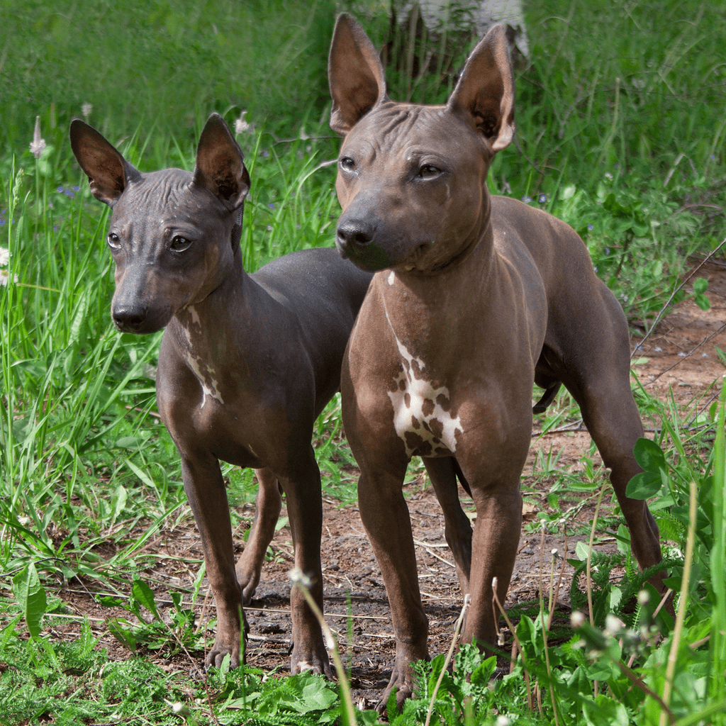 Adorable Italian Greyhound puppies standing in lush green grass, showcasing sleek, short-haired coats and alert ears.