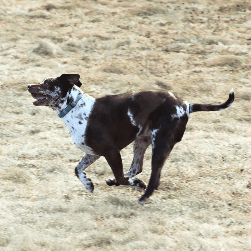 Lively dog running on dirt ground, showcasing energetic pet activity.