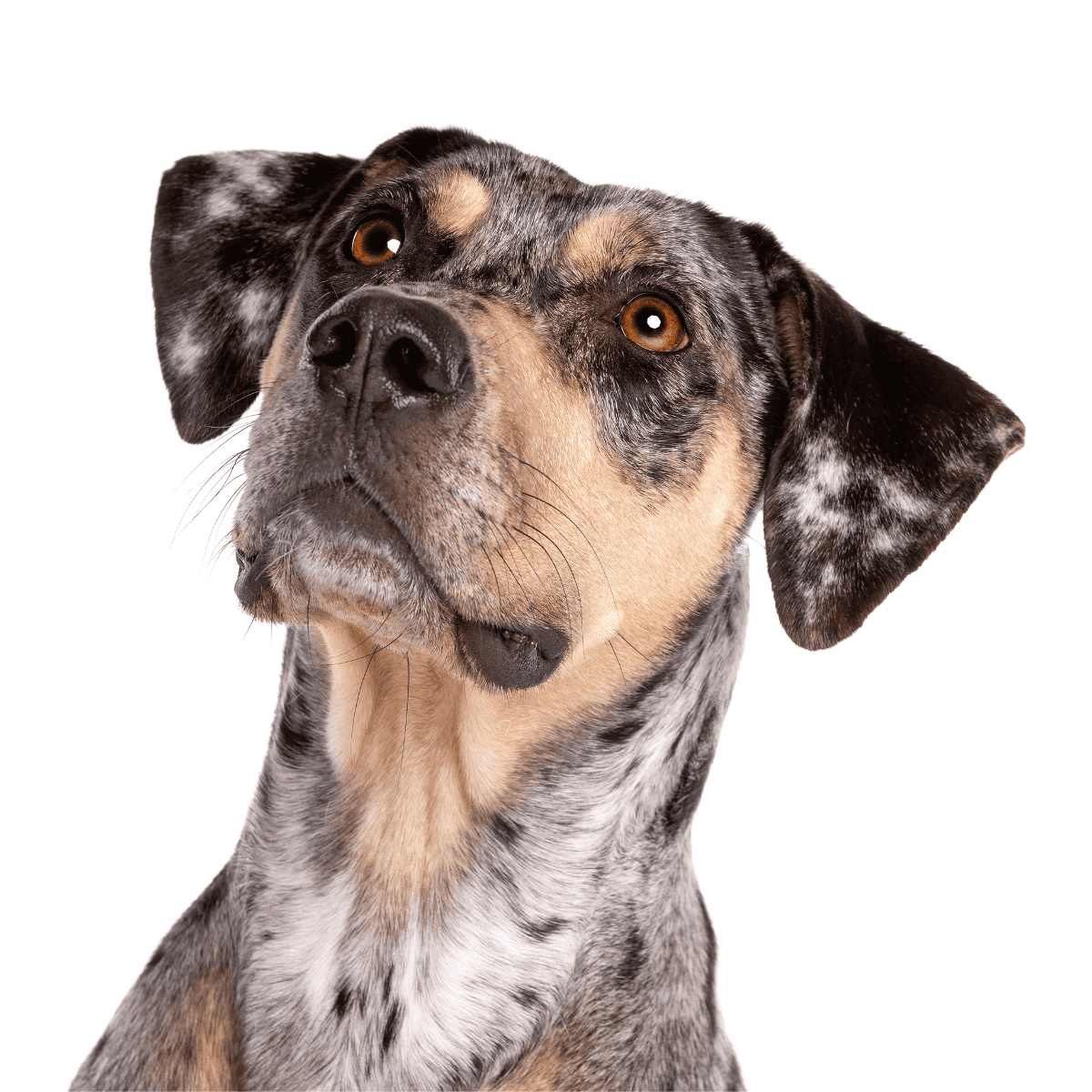 Dog grooming, pet care, and grooming tips for dogs.