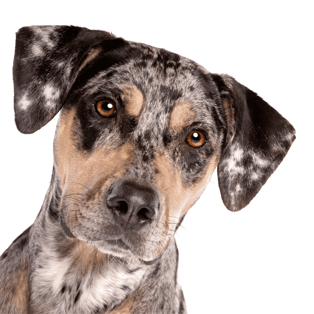 Dog breed portrait with beautiful coat and expressive eyes.