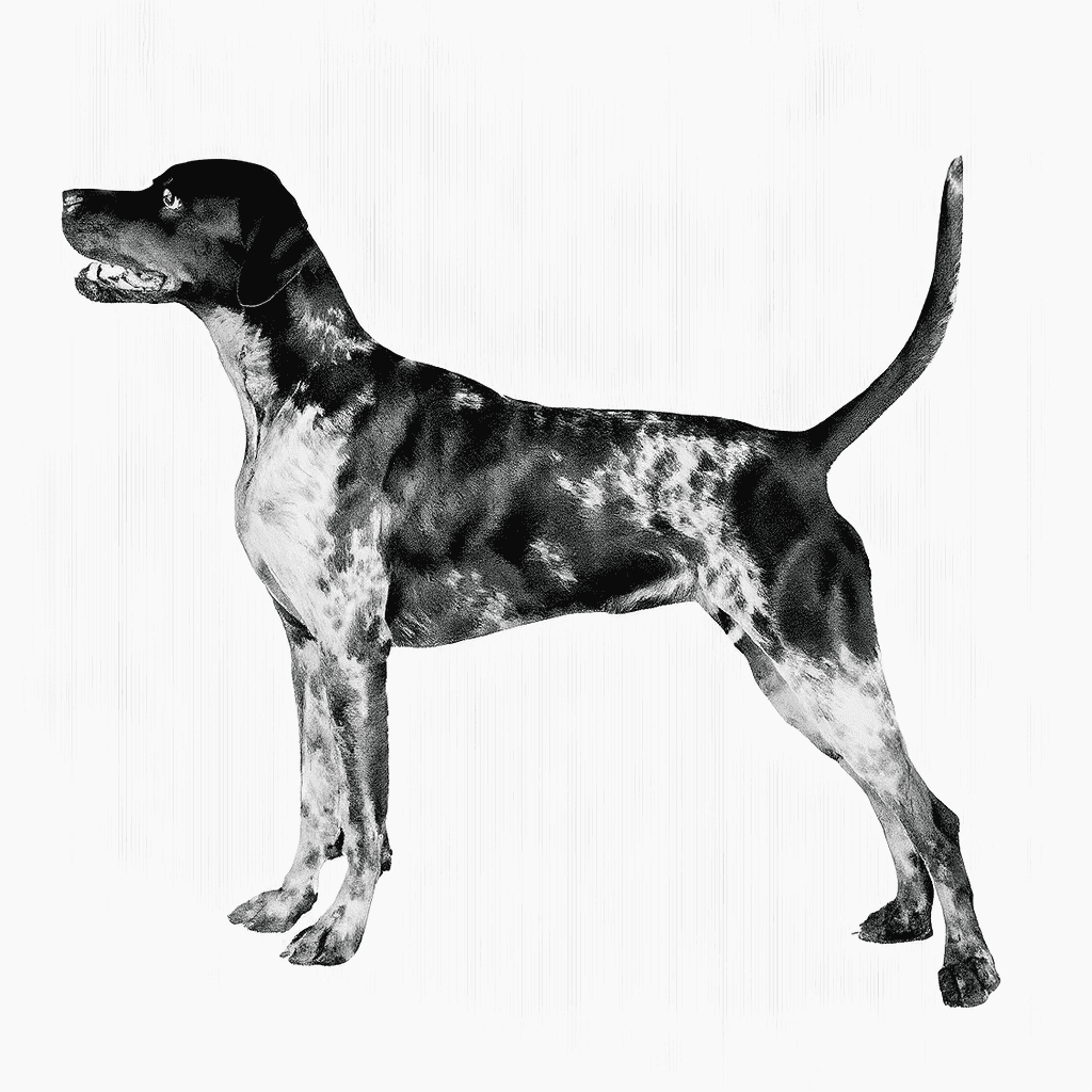 American Leopard Hounds are descendants of the Treeing Walker Coonhound.