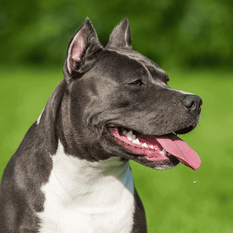 High-quality image of a happy Pitbull mix with a bright smile, tongue out, and fresh green background.