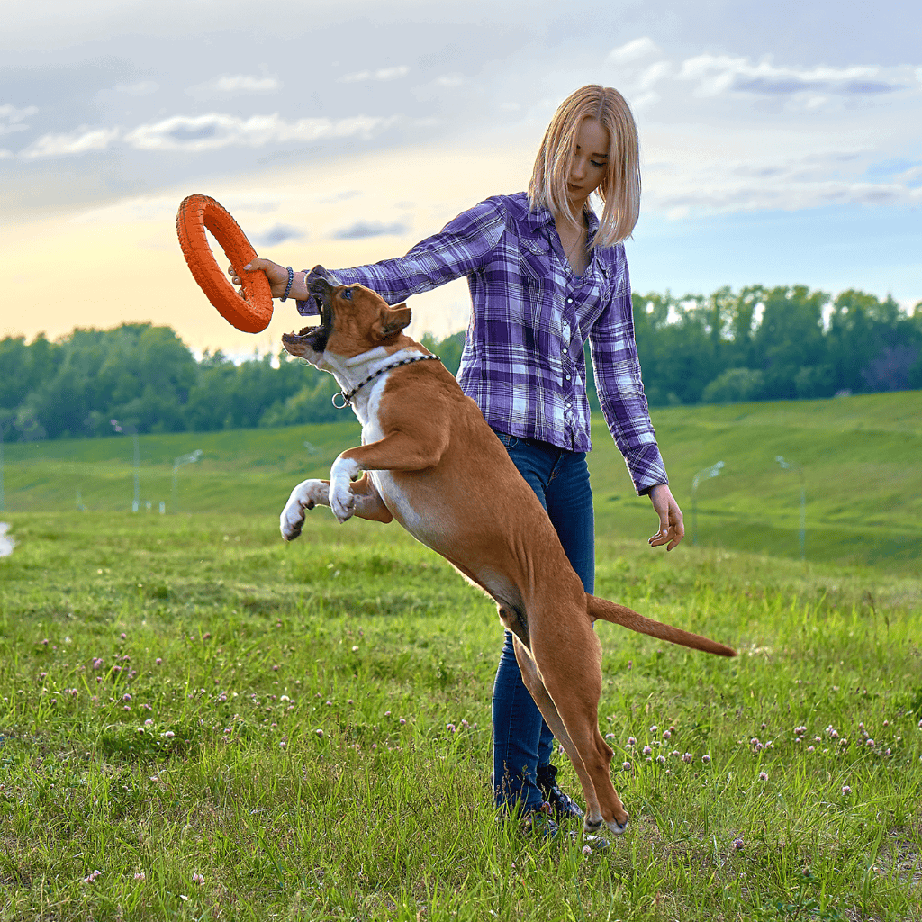 American Staffordshire Terrier Exercise