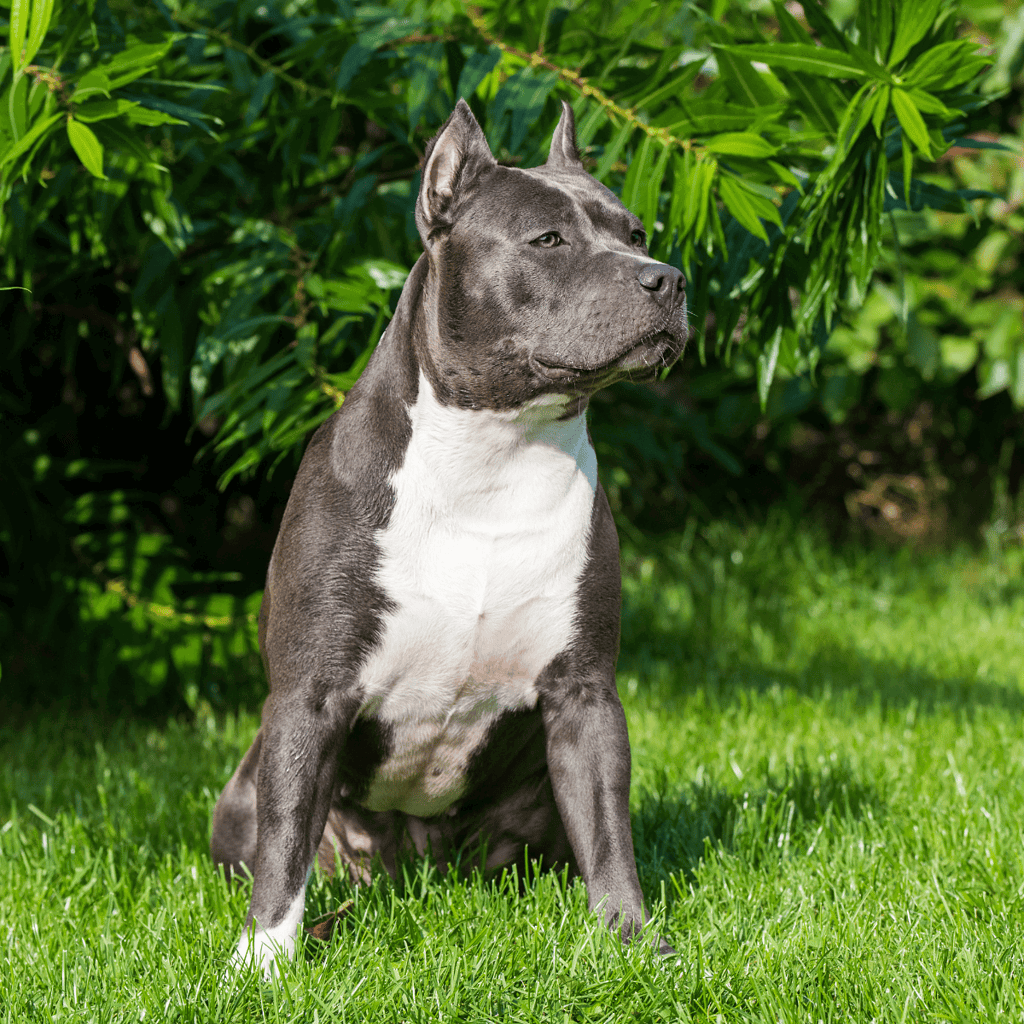 Dog lying on green grass with lush foliage backdrop.
