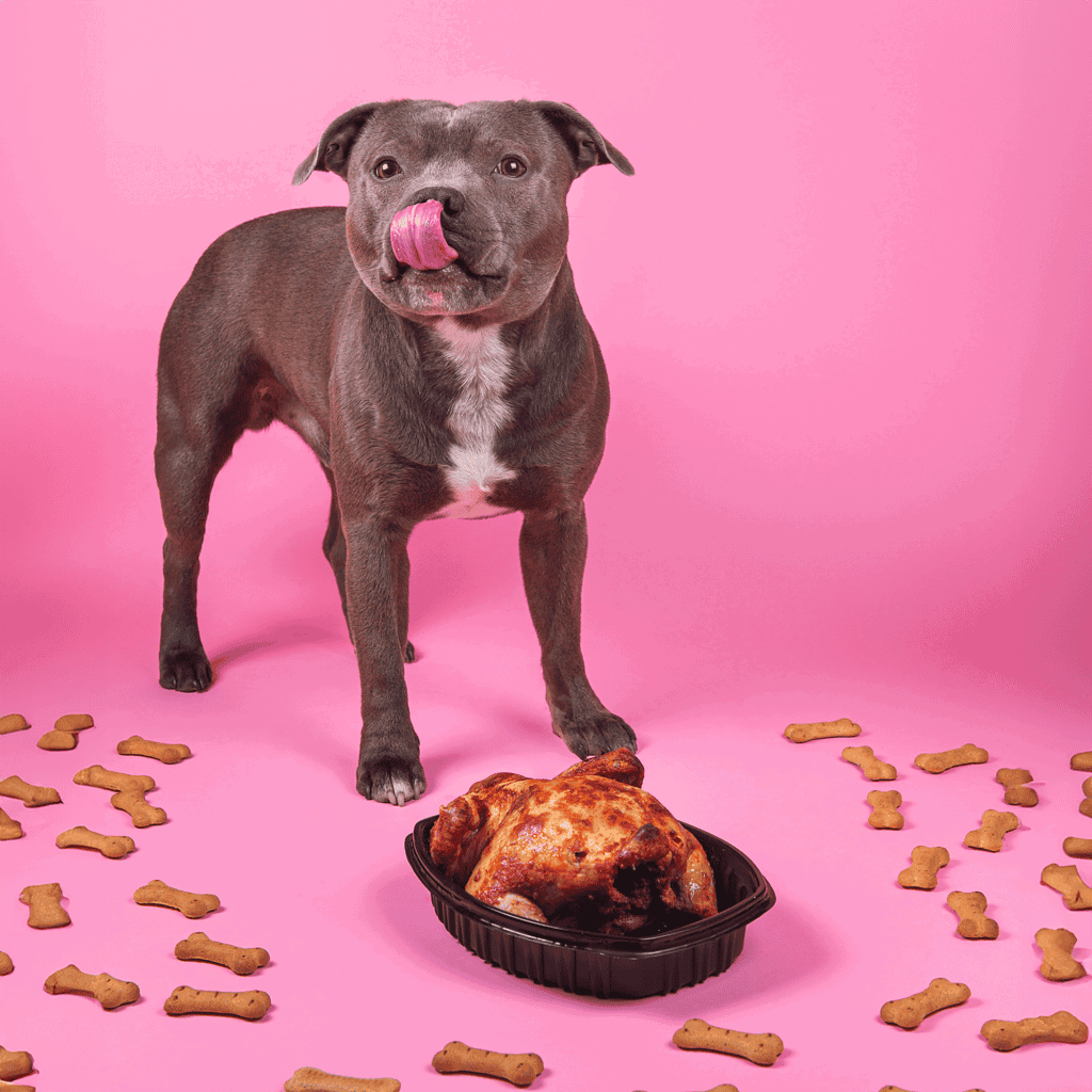 Adorable dog with a giant pizza and scattered dog treats on pink surface, showcasing pet food and treats for dogs.