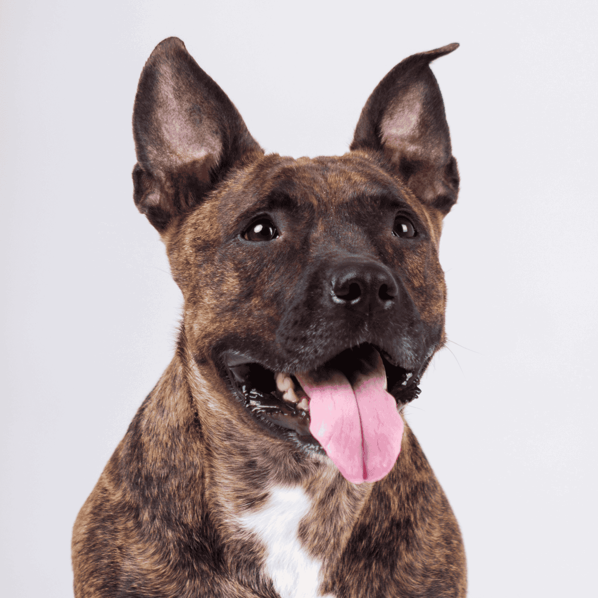 Brilliant brindle dog with alert ears and playful expression.