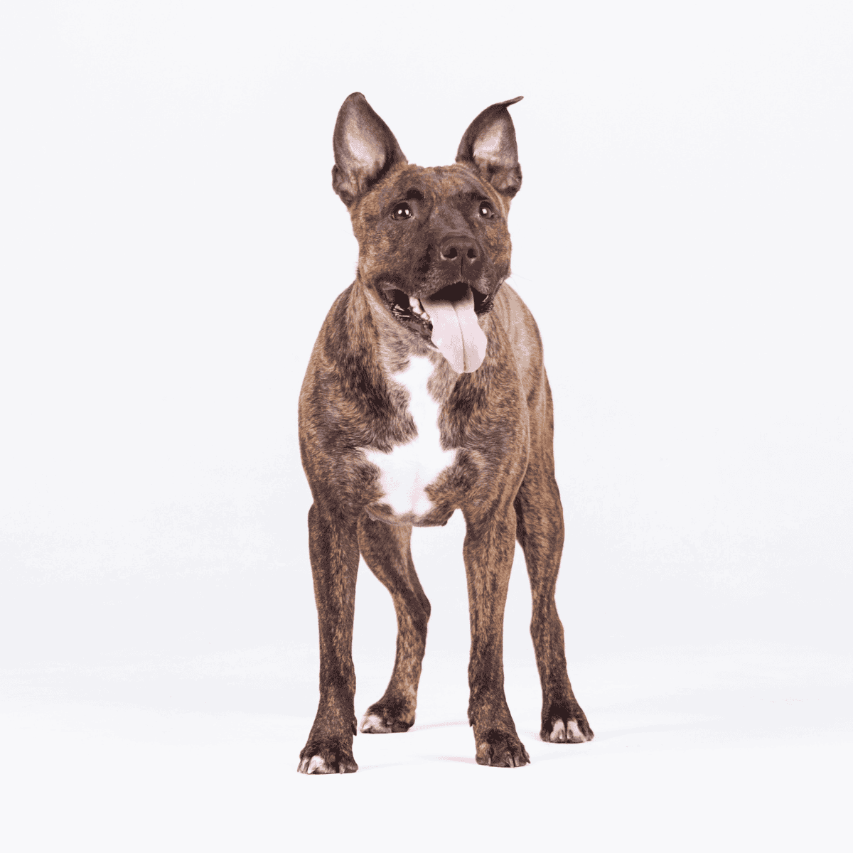 Adorable brindle dog sitting happily, showing love for pets and dog companionship.