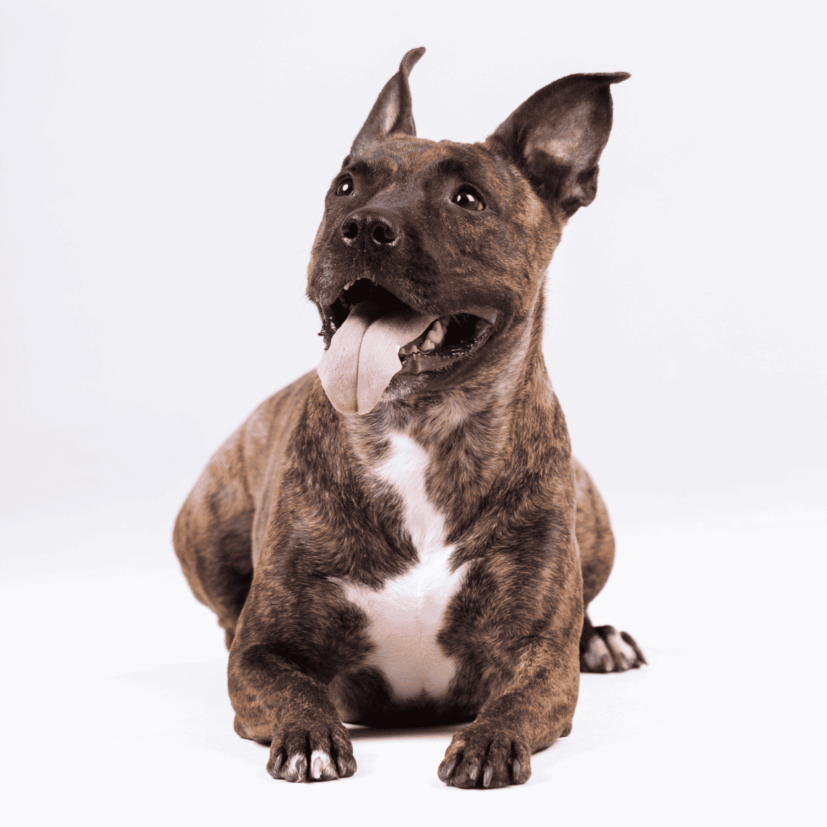 Br brindle-coated dog looking joyful with tongue out on plain background.