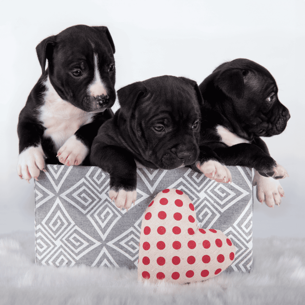 American Staffordshire Terrier Puppies
