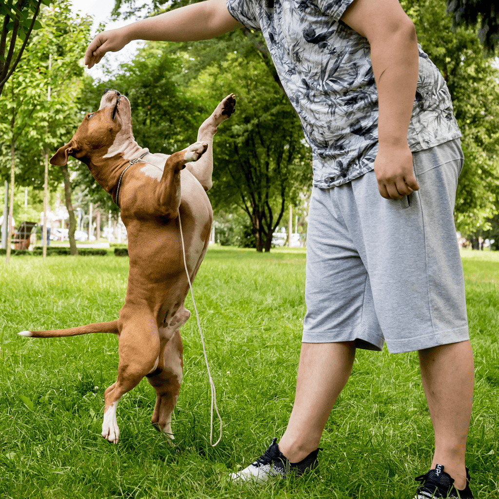 American Staffordshire Terrier Training