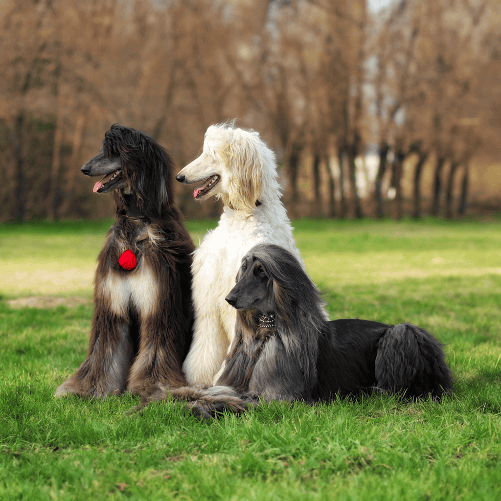 An Afghan Hound Was The First Dog Ever Cloned!