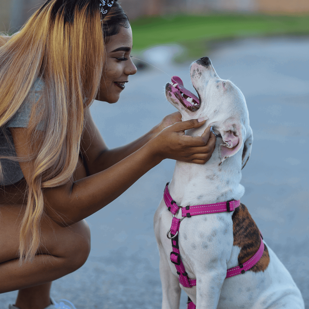 Temperament & Intelligence Of The American Bulldog