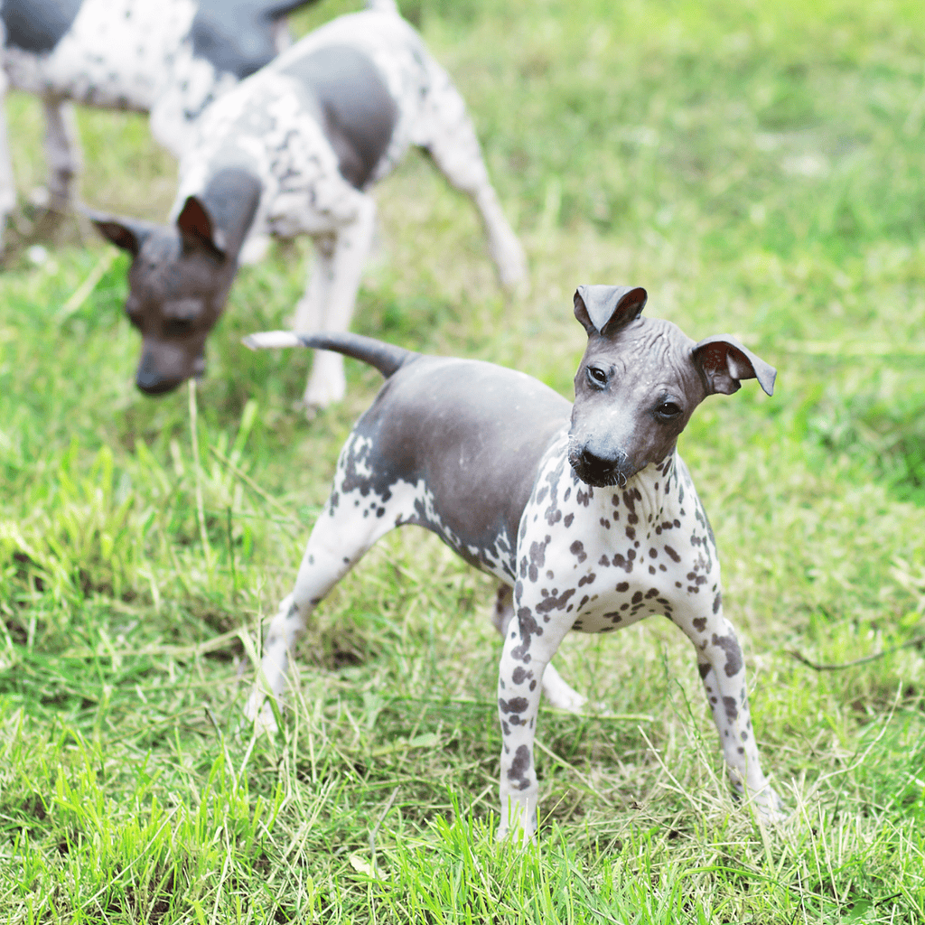 Adorable Chinese Crested dog with unique features, high-quality pet identification tag.