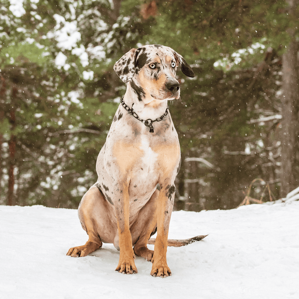 The American Leopard Hound has a distinct coat pattern.