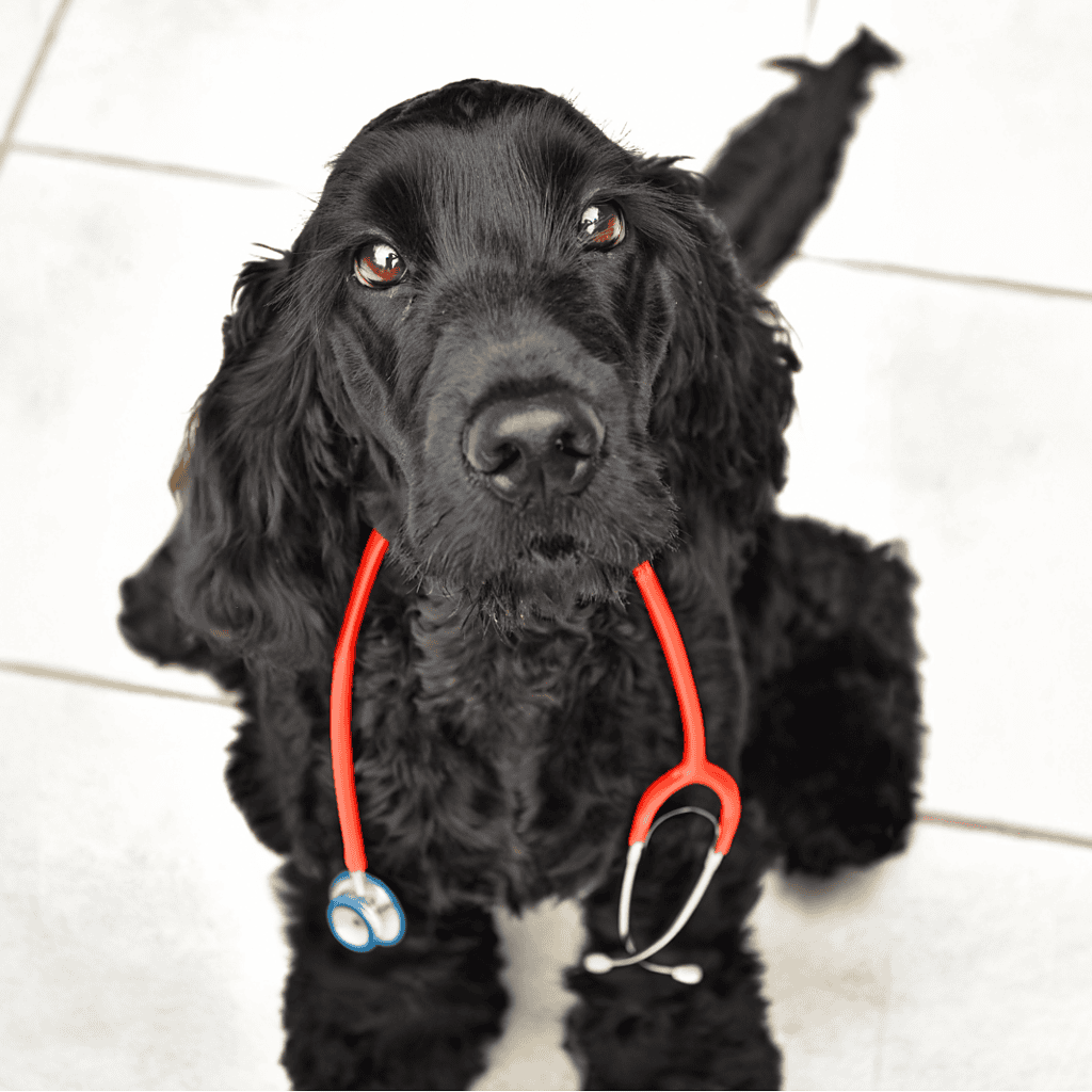 Alt text: Black Cocker Spaniel puppy with a red stethoscope around its neck, looking up.