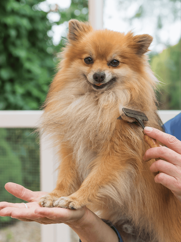 Close-up of Pomeranian receiving professional grooming service, grooming tools, pet care, dog grooming, pet grooming expertise.