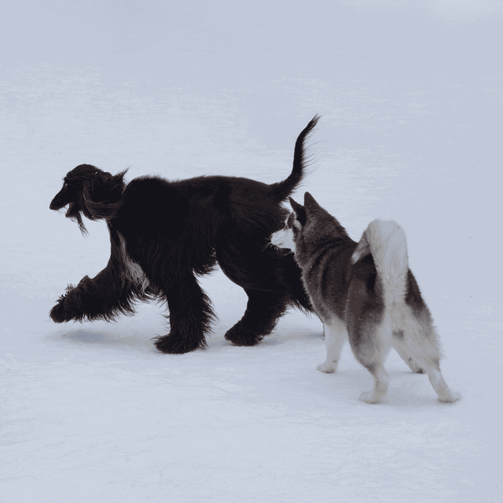 Adorable Siberian Husky puppy and playful dog running in snow, outdoor winter activity, dog fun, pet companionship.
