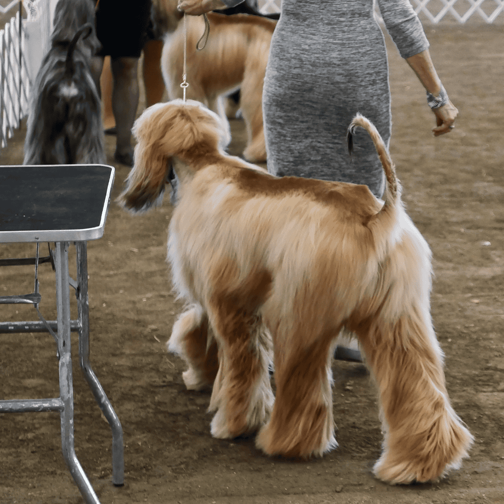 Afghan Hound Dog Exercise