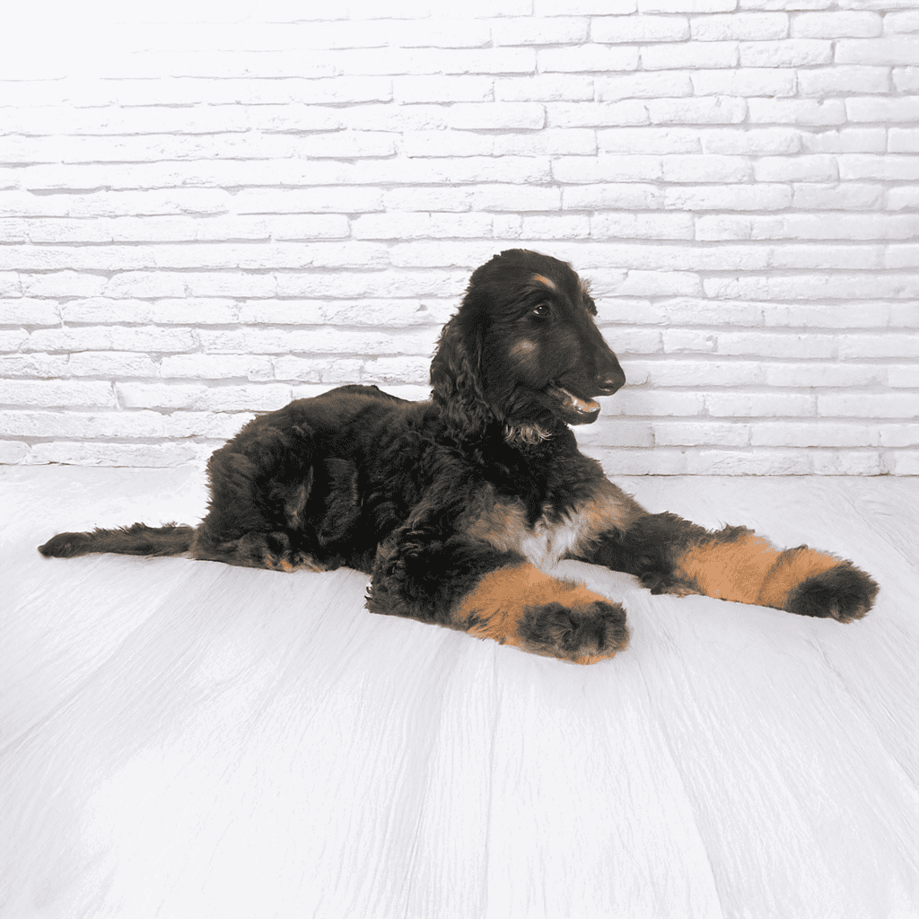 Afghan Hound Puppies
