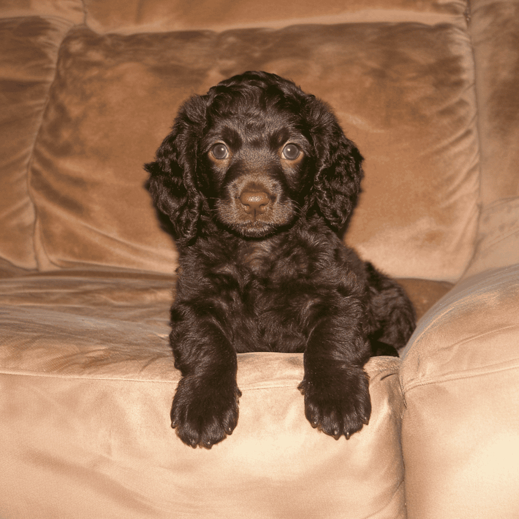 American Water Spaniel Puppies
