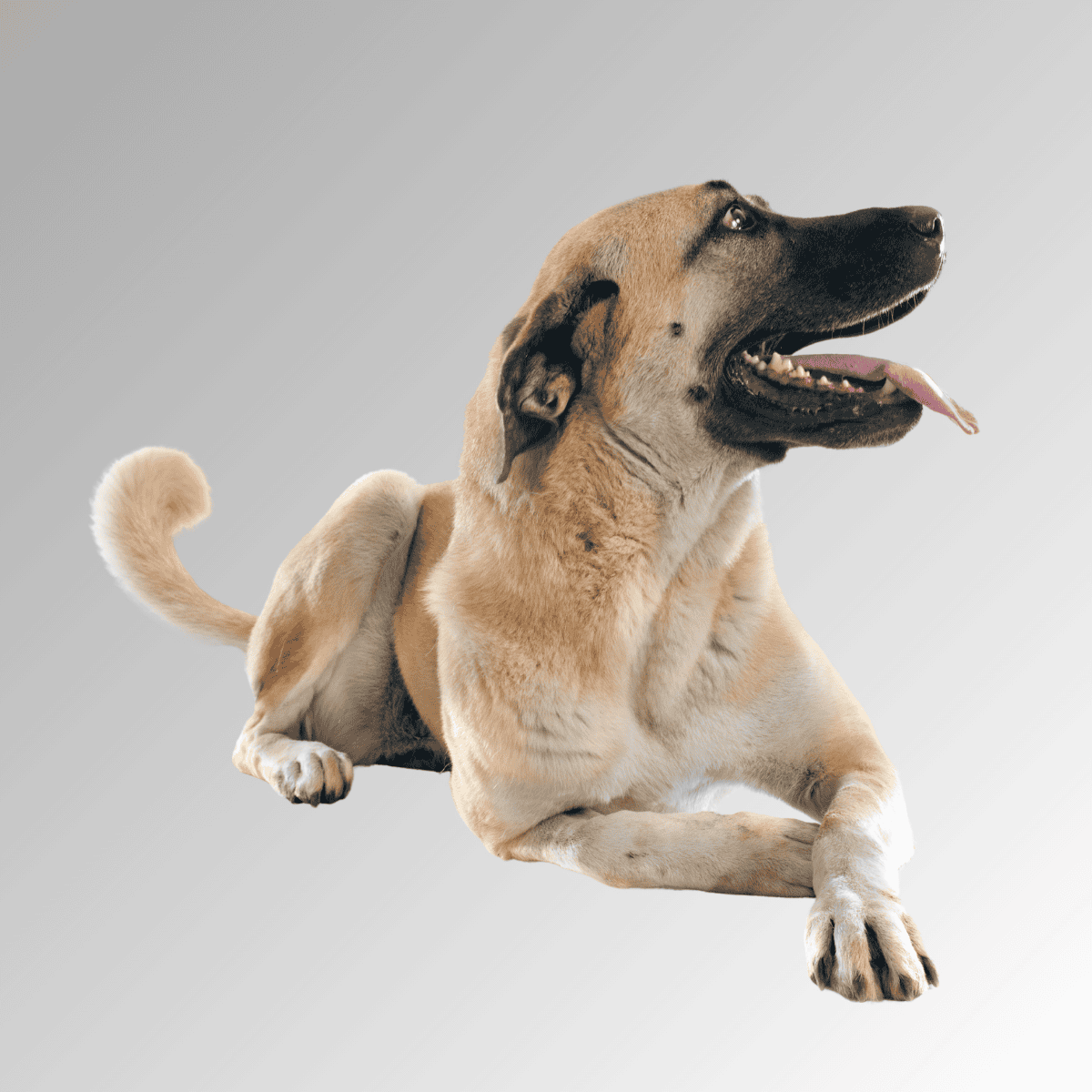 Friendly large dog lying on a light gray background for pet health and care.