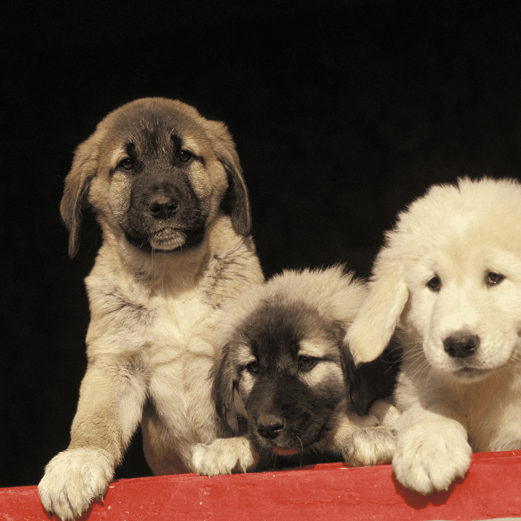Anatolian Shepherd Puppies