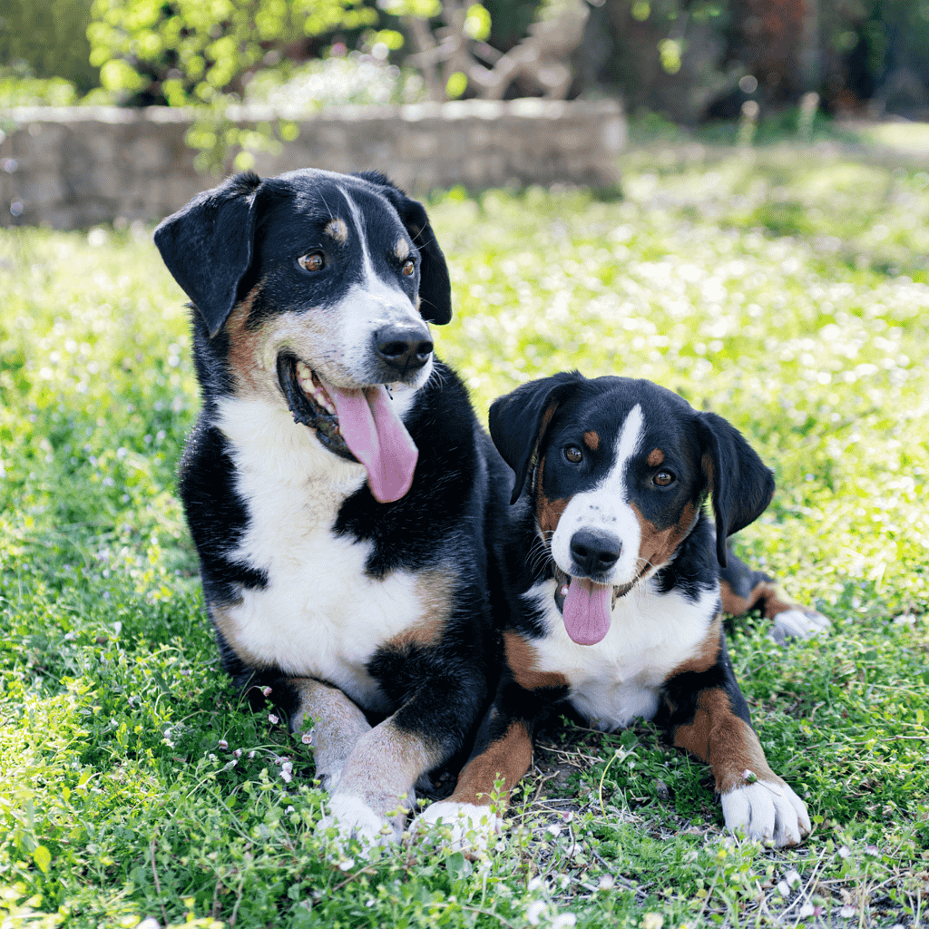 Adorable black, white, and tan dogs lying on green grass outdoors, showcasing friendship and happiness.