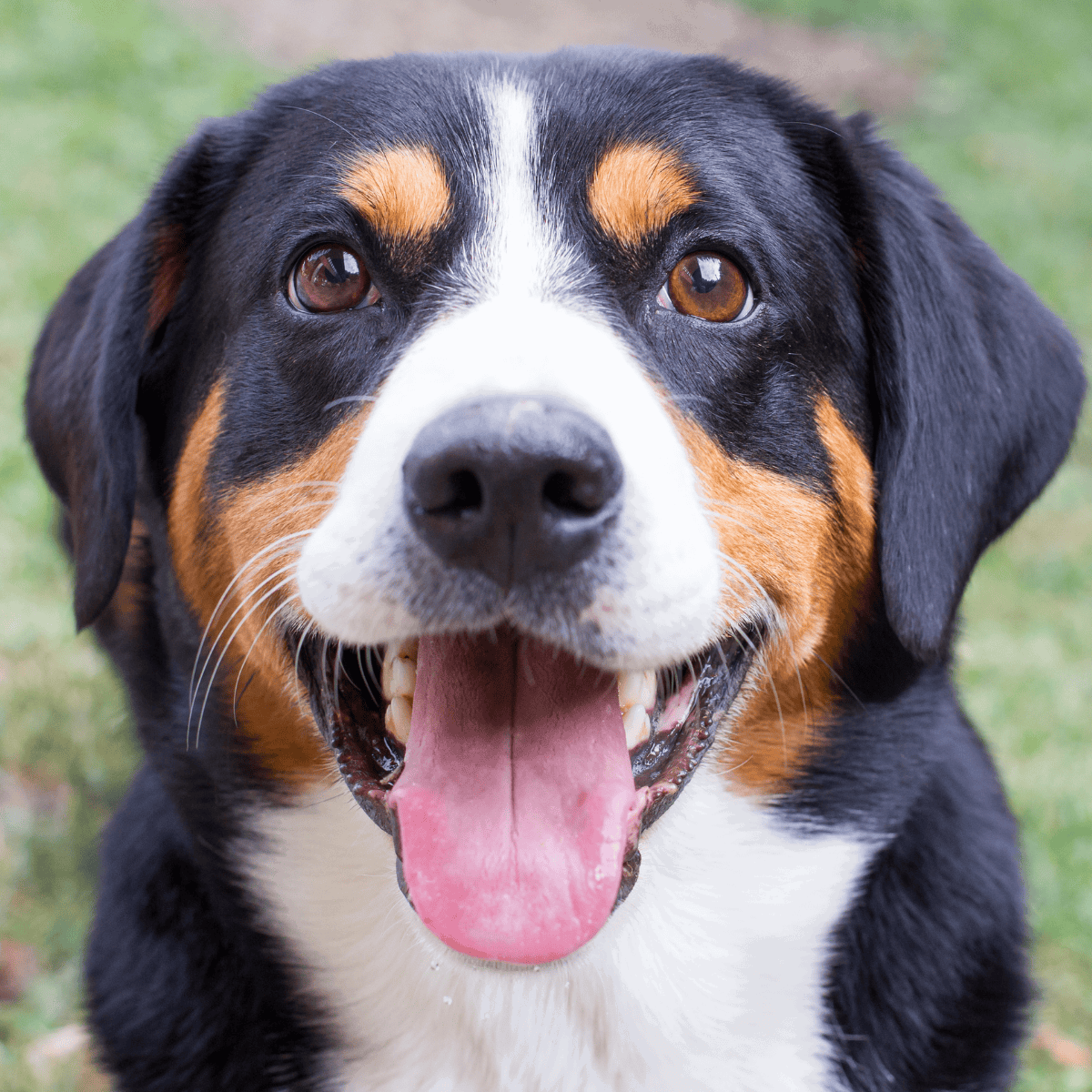 Adopt a happy, healthy dog with expert grooming and training services.