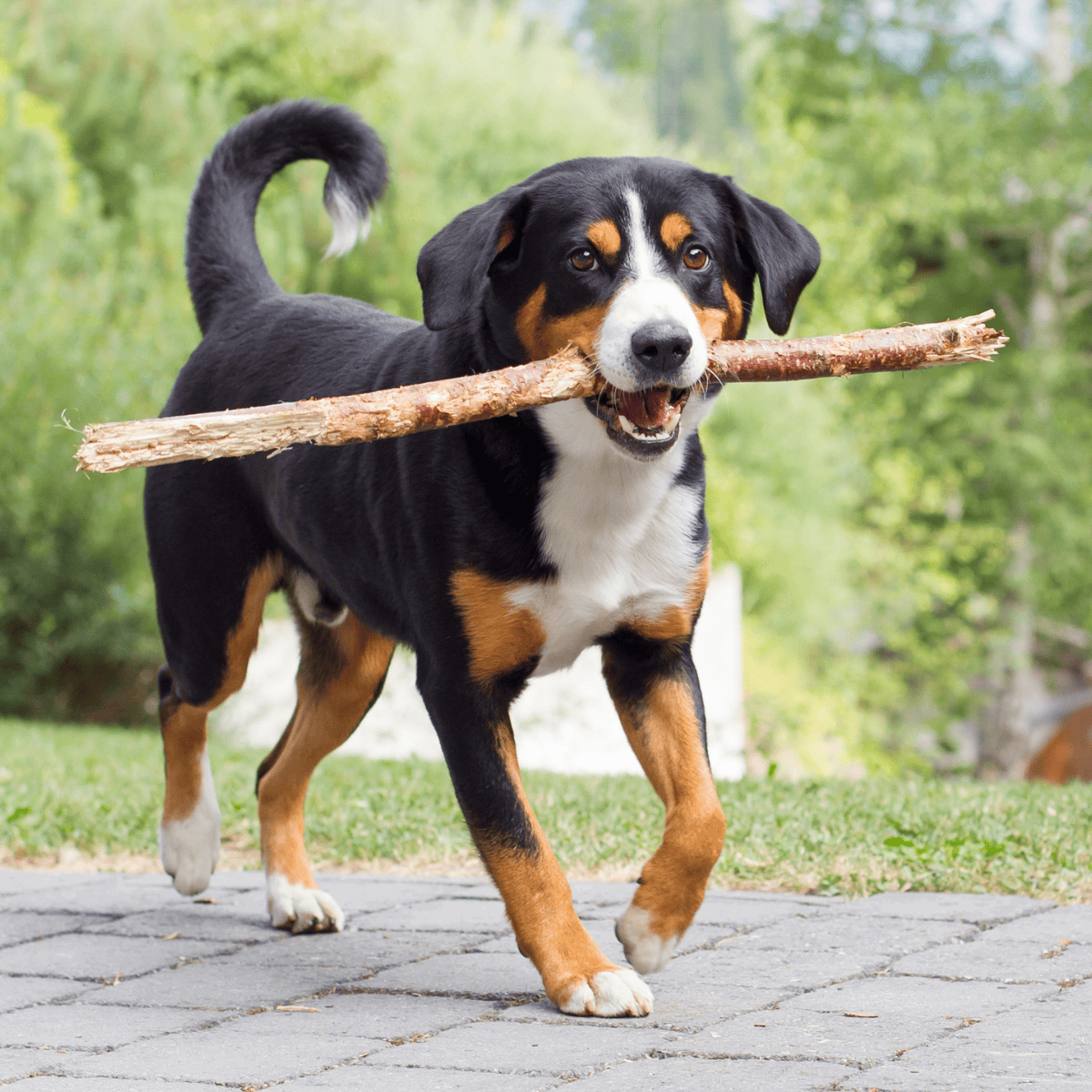 Adorable tricolor dog carrying a stick in its mouth.