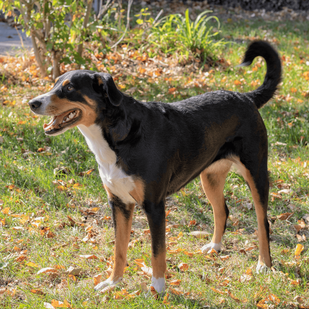 Adorable mixed-breed dog with bright eyes, happy expression, and a curled tail, perfect for pet care.
