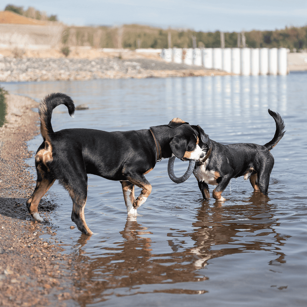 Two dogs playing with a ring toy in the water at the lake.