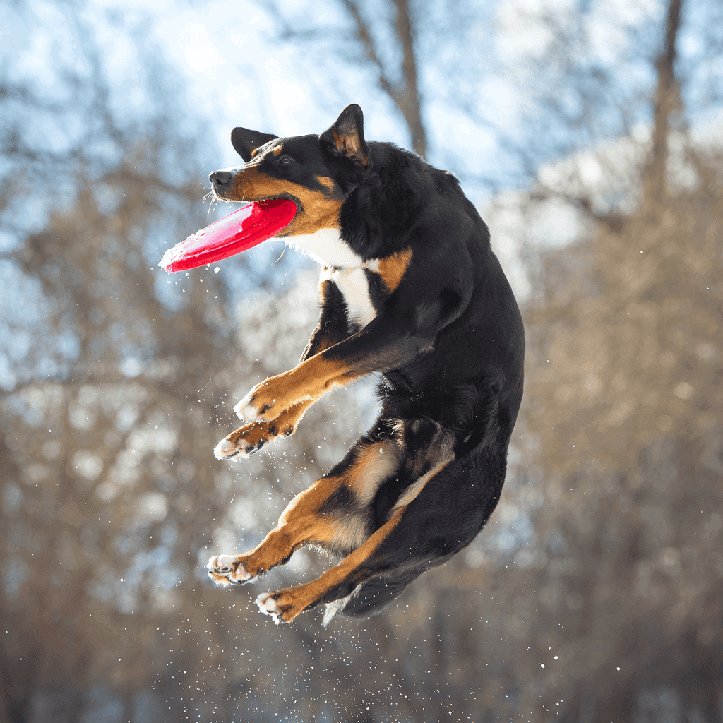 Dog catching frisbee during winter outdoor activity, high-energy play with active dog.