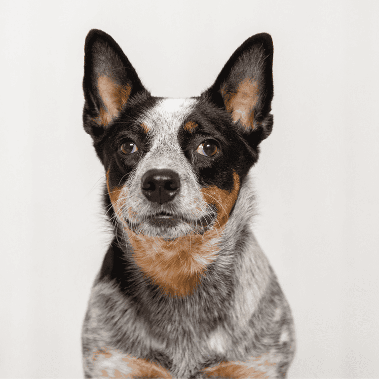 Dogfix.com - Reliable dog adoption platform.