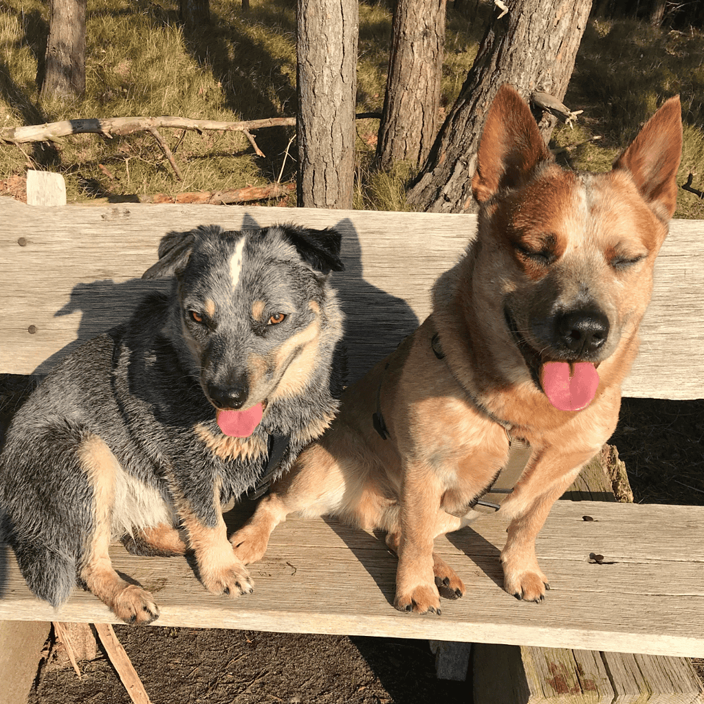 Australian Cattle Does This Breed Get Along With Other Pets