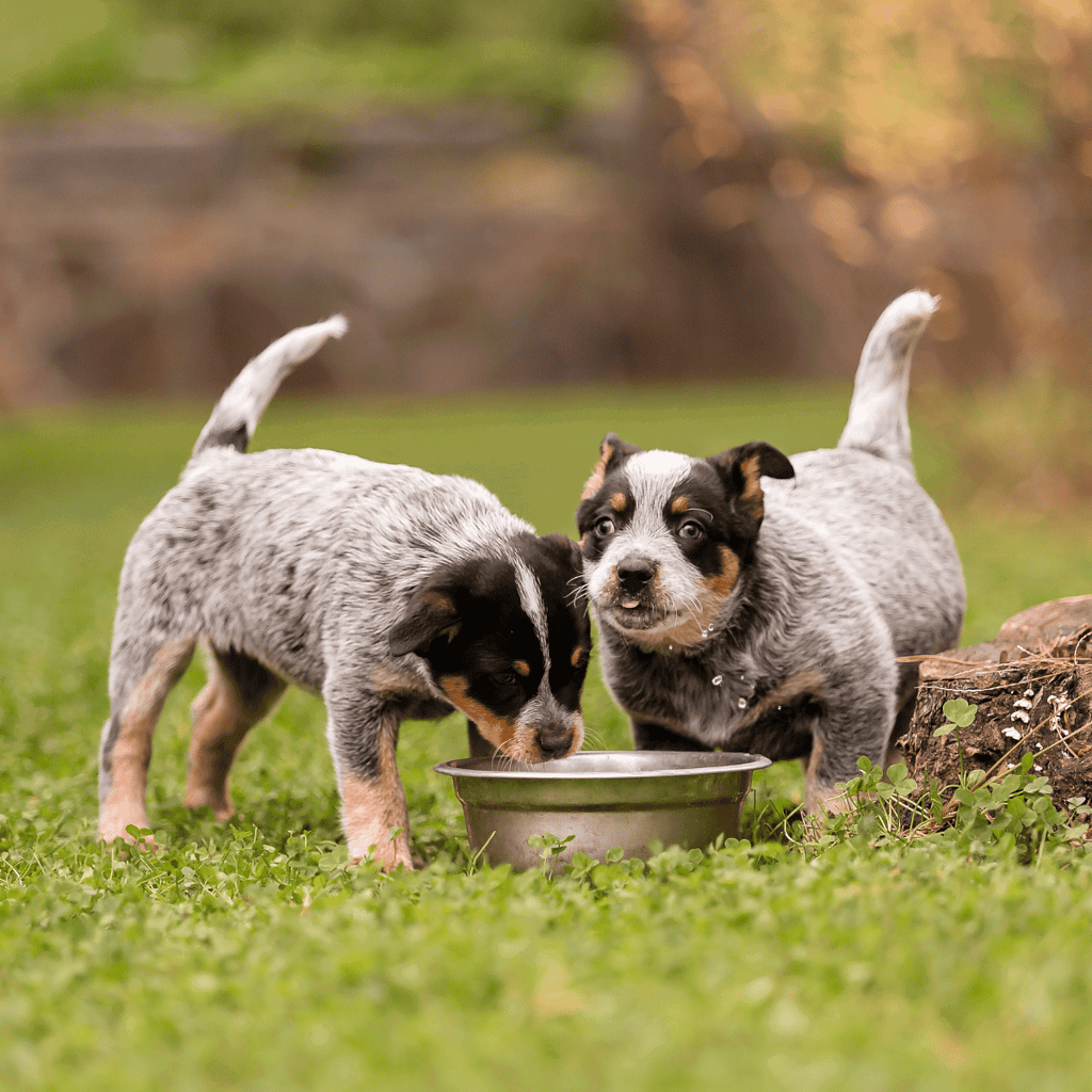 Australian Cattle Dog Puppies
