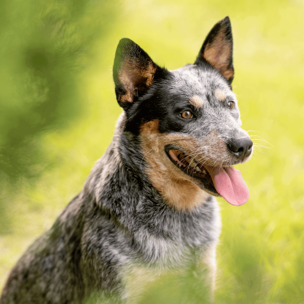 Adorable Australian Cattle Dog outdoors, showcasing agility and intelligence in a lush green environment.