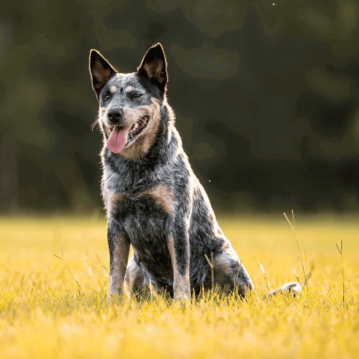 Happy Australian Cattle Dog sitting on grass in a park, showing energy and alertness.