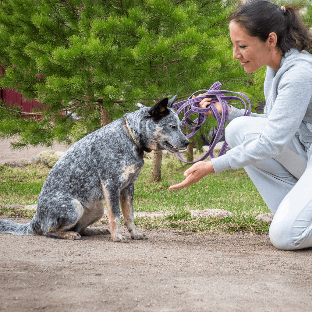 Australian Cattle Training