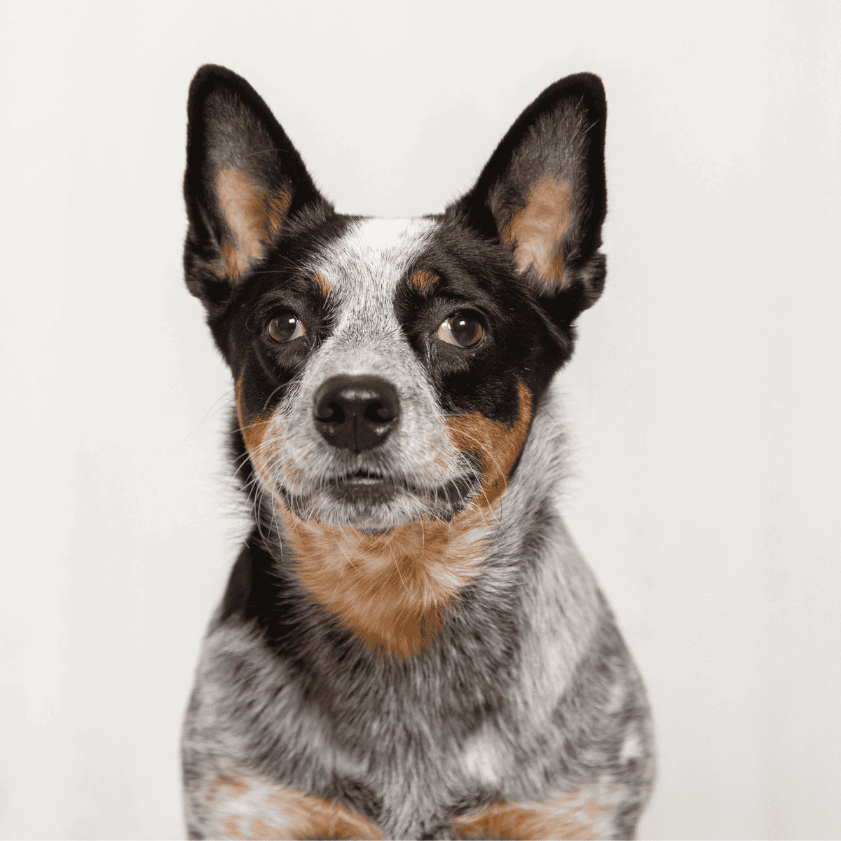 Dogfix.com - Reliable dog adoption platform.