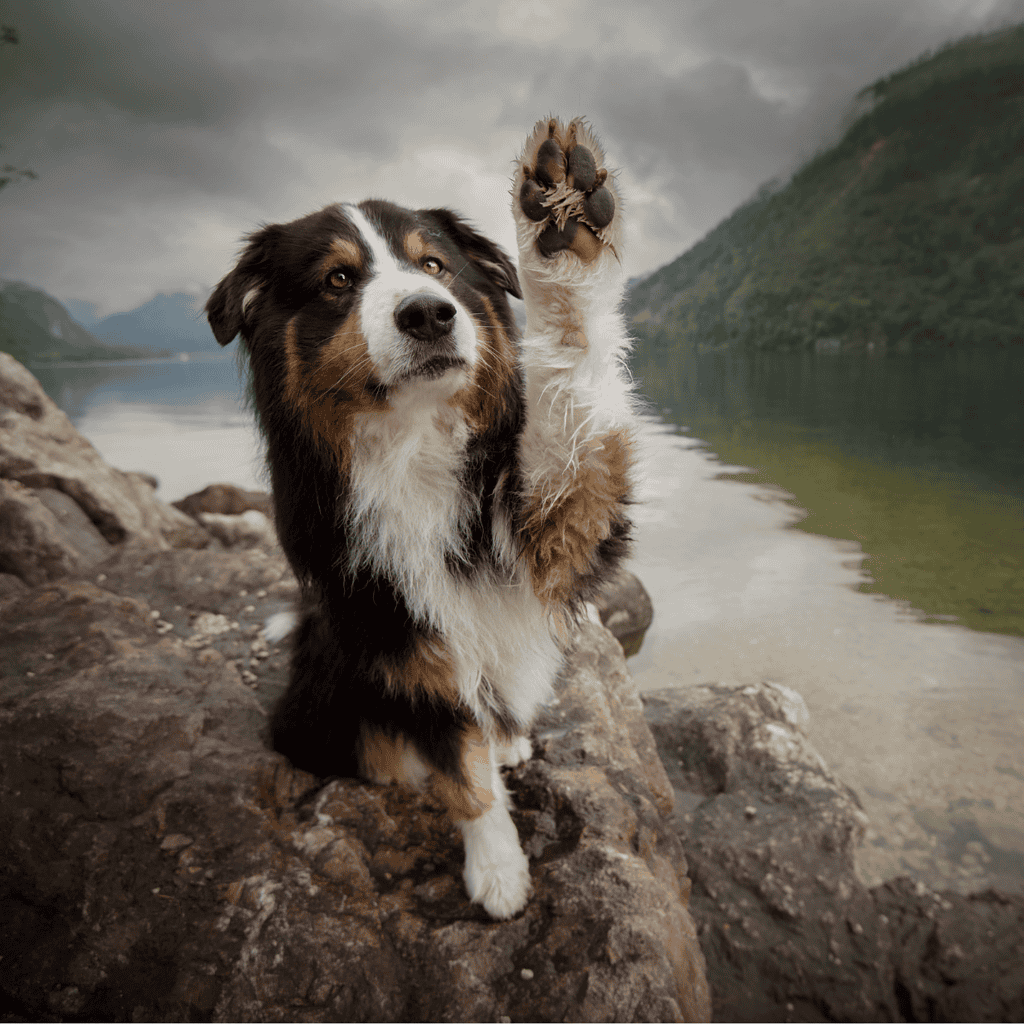Dog laying on rocks by a scenic lake with mountains in background.