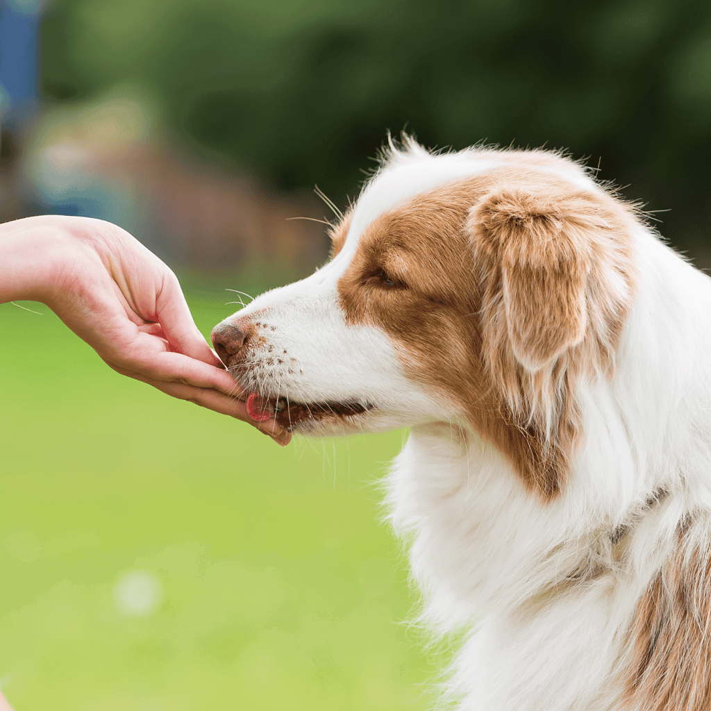 Australian Shepherd Food & Diet Requirements