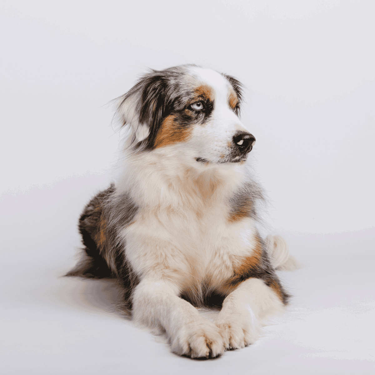 Adorable Australian Shepherd puppy with striking blue eyes, resting on a white backdrop.