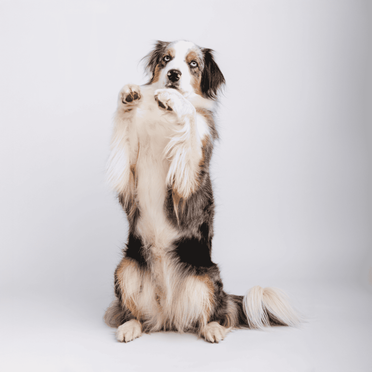 Australian Shepherd looking at camera.